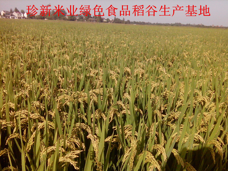珍新米业绿色稻谷生产基地